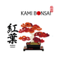 kami-bonsai 紅葉